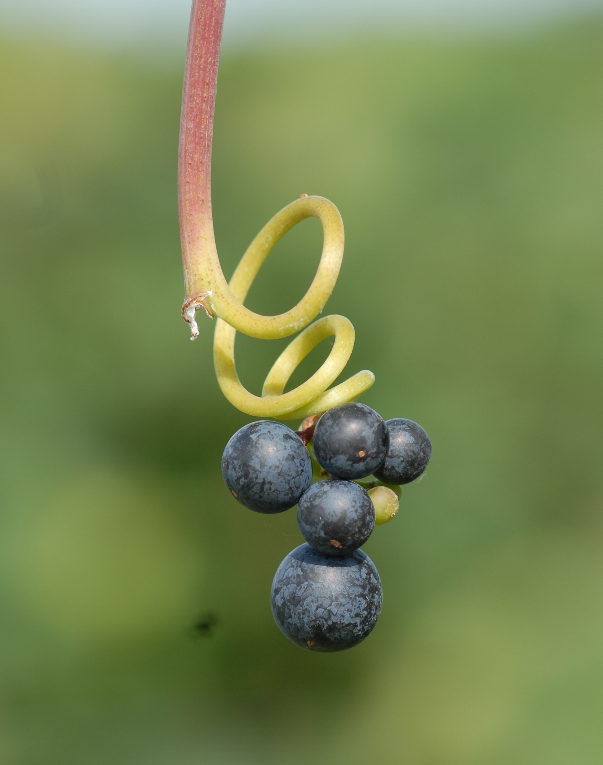 Dornfelder ANT 0944b